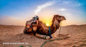 Туры в Египет из Алматы - недорогой отдых в Шарм-Эль-Шейхе по системе «все включено